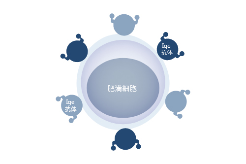 Ige抗体が肥満細胞に付着