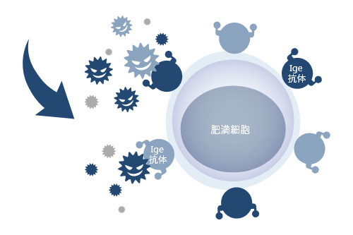 花粉（抗原）とIge抗体の結合