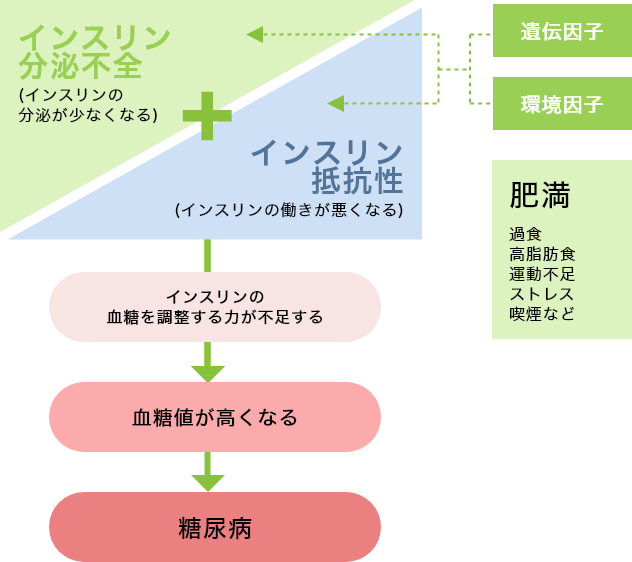 インスリンの働きと糖尿病